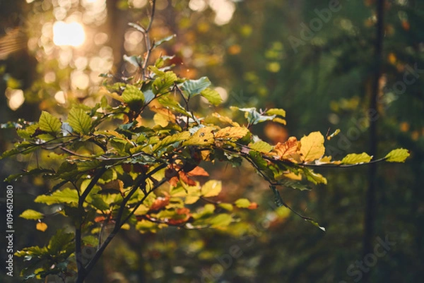 Fototapeta Autumn color leaves with blurry background. High quality photo