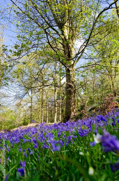 Fototapeta Woodland in Spring with bluebells selective focus and trees with green leaves