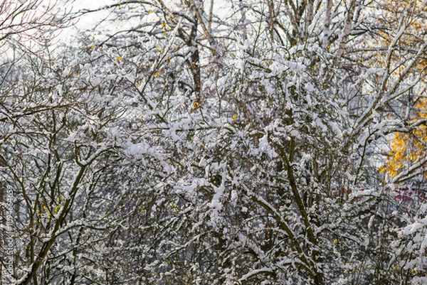 Fototapeta Winter texture. Trees covered with snow after heavy rainfall. Autumn colors here and there. Fresh snow