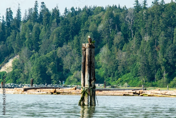 Obraz Bald eagle in the Fraser river