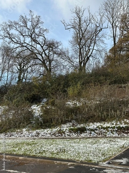 Obraz Snow covered trees, bushes and grass in winter