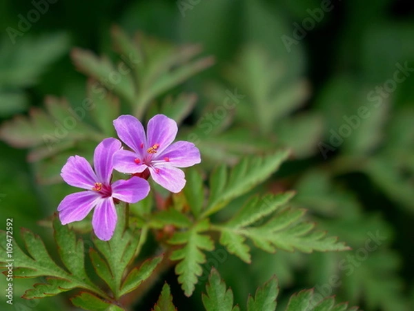 Obraz 	ヒメフウロ