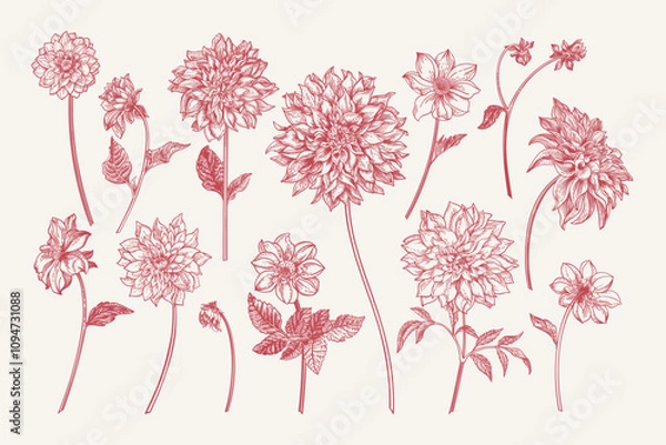 Fototapeta Set with dahlia flowers. Different varieties and shapes. Floral isolated elements. Drawing in red.