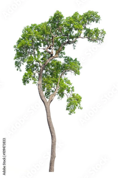 Obraz Tree isolated on white