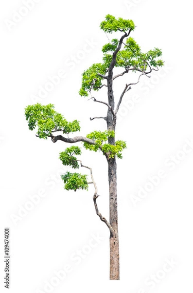 Obraz Tree isolated on white