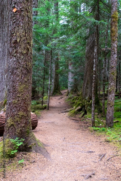 Obraz path in the woods