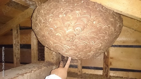 Fototapeta 477)A japanese yellow hornet's nest in the attic on the first floor that had been attacked by a northern giant hornet during the day(Photo taken at 21:54 on september 14, 2015)