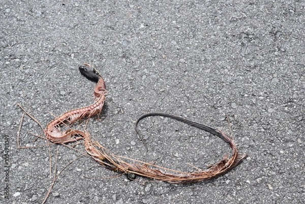 Obraz Snake skeleton on the road