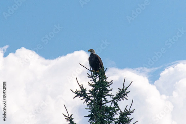 Obraz Bald eagle in a tree, Mount Robson
