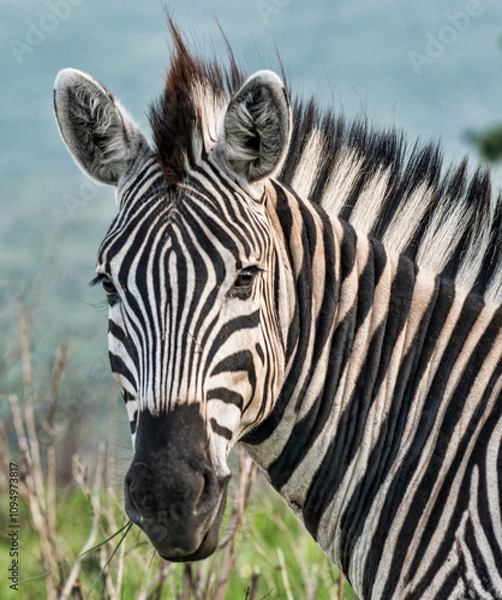 Obraz African Zebra Portrait