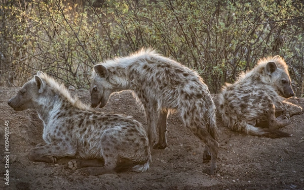 Obraz African Spotted Hyena Pack