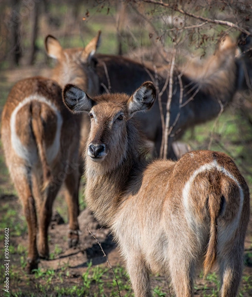 Obraz Female Kudu Looking At Camera