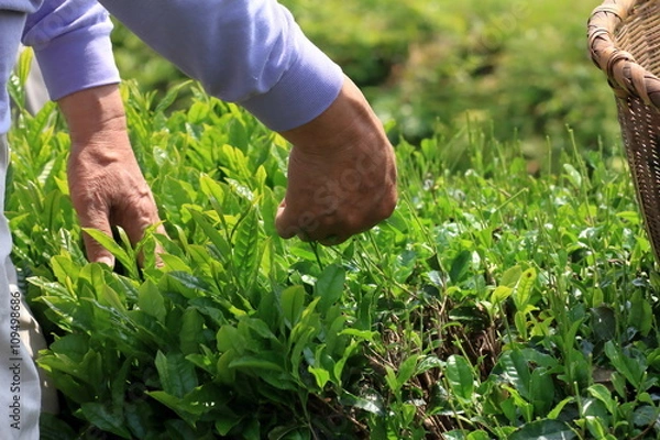 Obraz Japanese tea hand picking