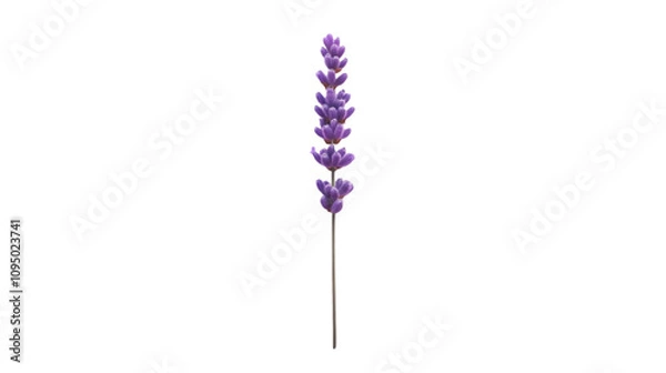 Obraz Purple Lavender Flower on Black Background Illustration