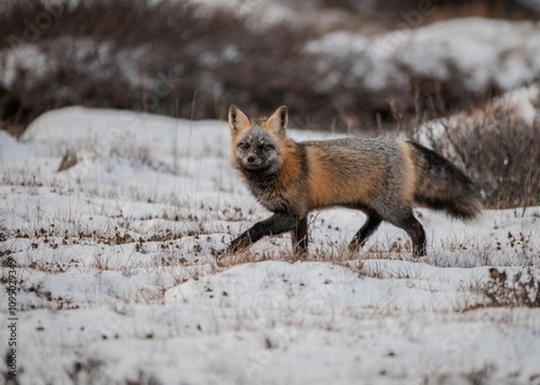Obraz Cross Fox in Tundra