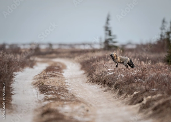 Obraz Cross Fox in Tundra