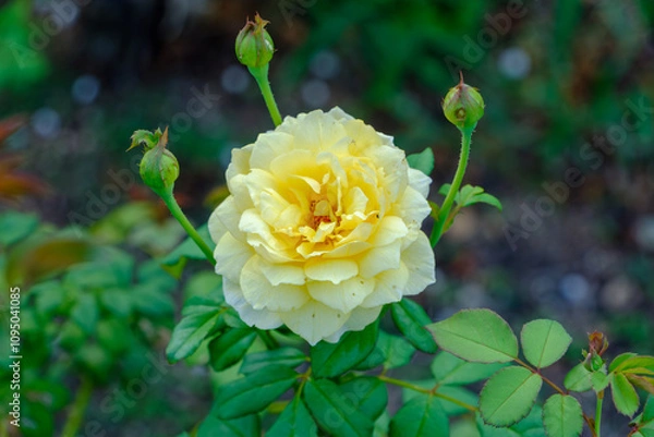 Fototapeta 黄色いバラの花