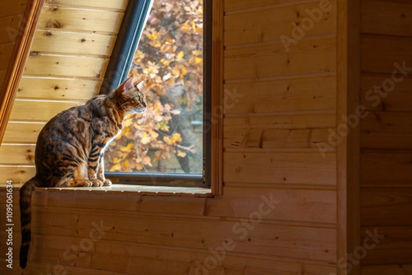 Fototapeta A purebred bengal cat sits on the windowsill of a country house and looks out the window