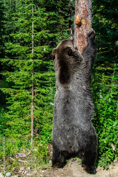 Obraz Grizzly bear standing up