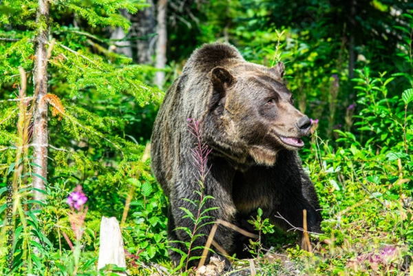 Fototapeta brown bear in forest