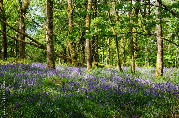Fototapeta Bluebell woods in Spring with carpet of Hyacinthoides non-scripta