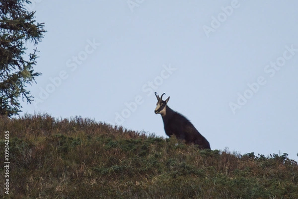 Obraz a old chamois buck on the horizon on the mountains at a autumn morning in the chamois rut