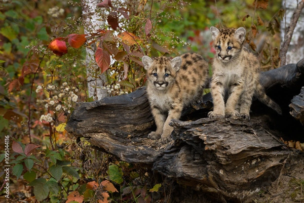 Fototapeta Cougar Kittens (Puma concolor) Stand Together Atop Log Autumn