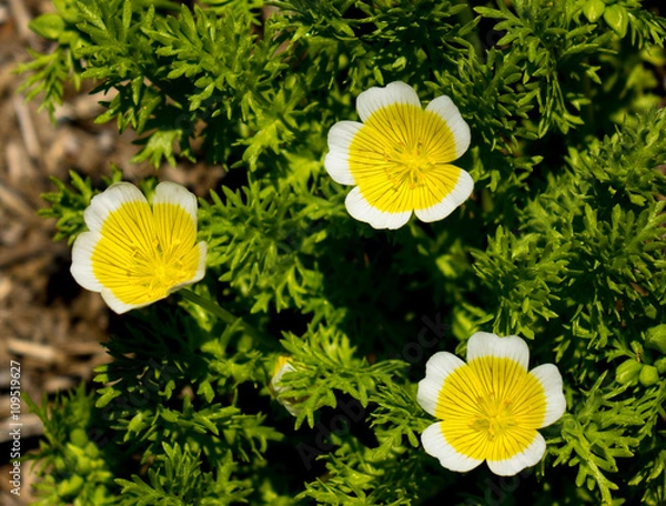 Obraz リムナンテス