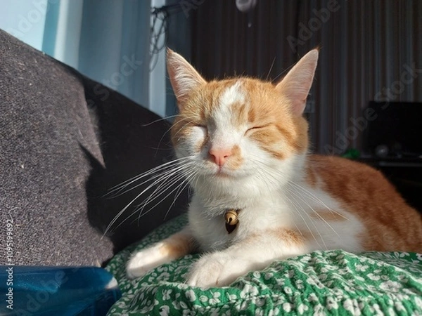 Obraz cat on a window sill