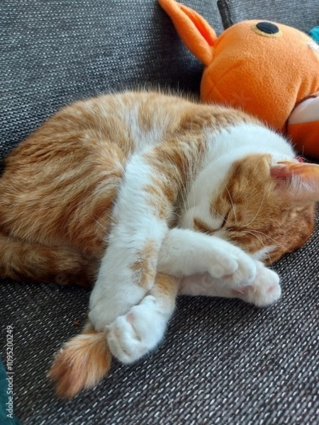 Obraz cat on the couch