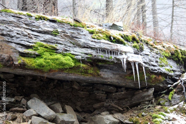 Obraz moss on the rocks