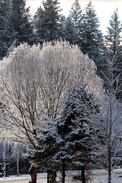 Obraz snow covered trees in winter