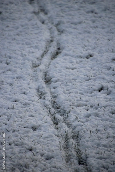 Obraz Tracks in the snow
