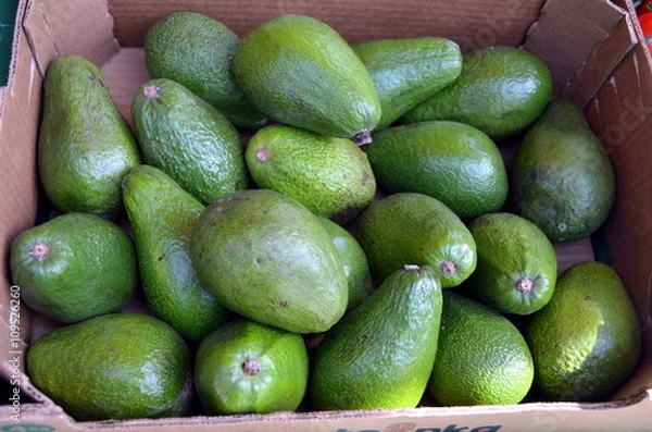 Obraz Bunch of fresh and natural green avocado