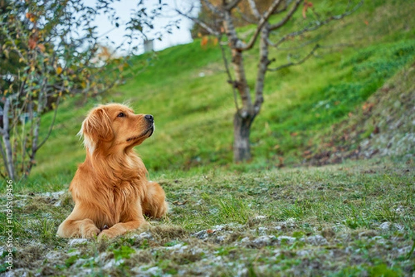 Fototapeta Colorful Portrait of a Golden Retriever Dog in Profile – Happy and Friendly Pet