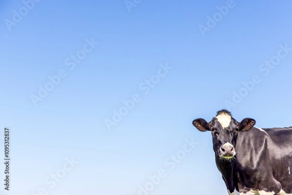 Fototapeta Cow copy space, at right corner, black and white, looking at camera, a blue sky