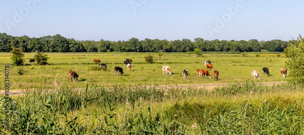 Obraz Group of cows grazing in the pasture, peaceful and sunny in Dutch landscape of flat land with a blue sky, wide view