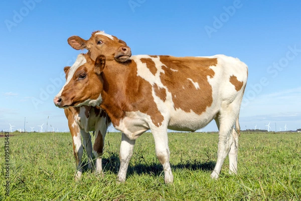 Obraz Heifer cows love playing cuddling in a pasture under a blue sky