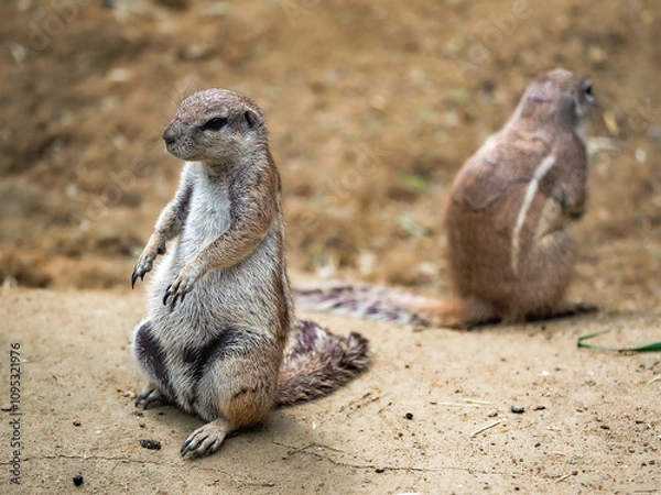 Obraz suricate