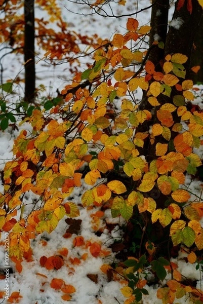 Obraz Tombée d'hiver