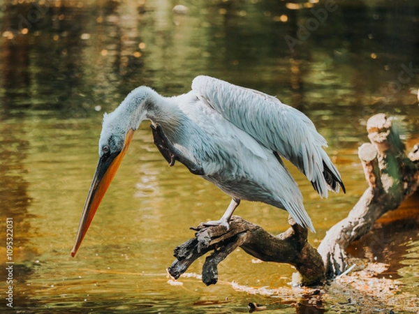 Obraz dalmatian pelican