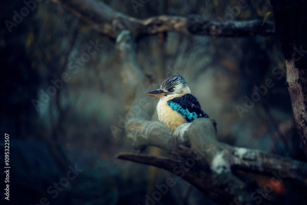 Fototapeta kingfisher on a branch
