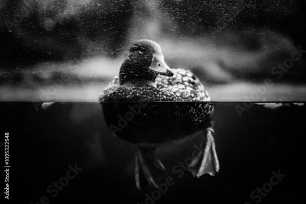 Fototapeta Duck half underwater