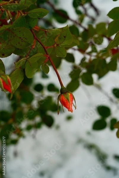 Obraz Bourgeon d'hiver