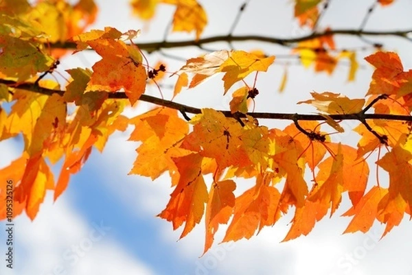 Obraz Automne vu du ciel