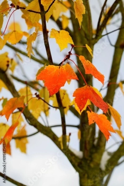 Obraz Automne debout