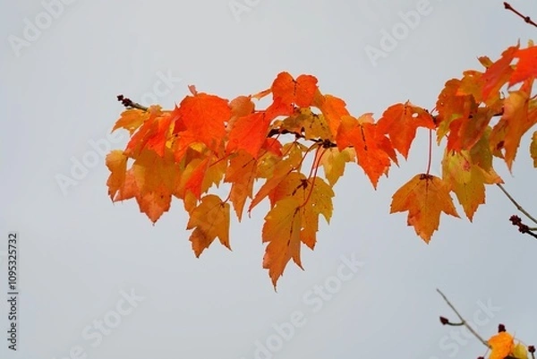 Obraz Splendeur de l'automne 