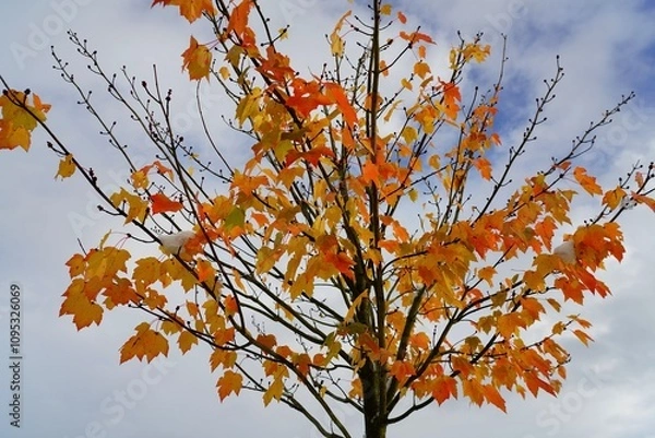 Obraz Beauté finale de l'automne