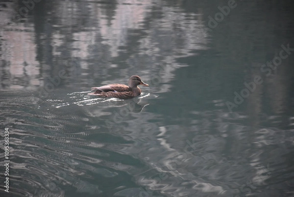 Obraz Ente schwimmend auf einem See