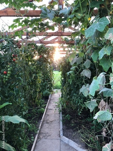 Obraz Gewächshaus Gurken, Tomaten